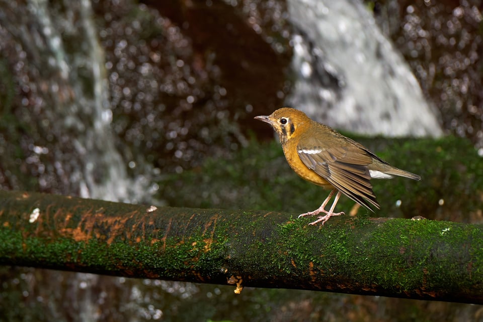 Birds of Prague ZOO_Fujifilm X-T5_2023_MK5X0012-RAF