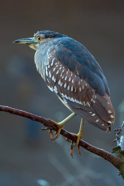 Birds of Prague ZOO_Fujifilm X-T5_2023_MK5X0123-RAF