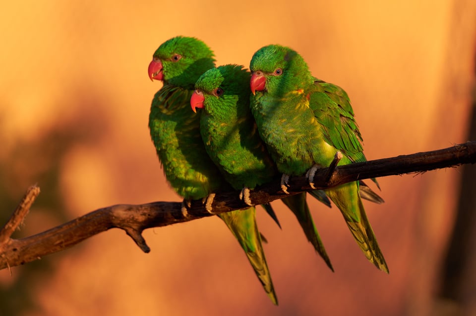 Birds of Prague ZOO_Fujifilm X-T5_2023_MK5X0413-RAF