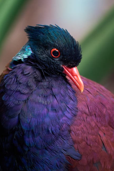 Birds of Prague ZOO_Fujifilm X-T5_2023_MK5X5203-RAF