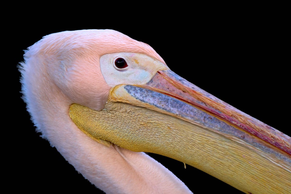 Birds of Prague ZOO_Fujifilm X-T5_2023_MK5X5385-RAF