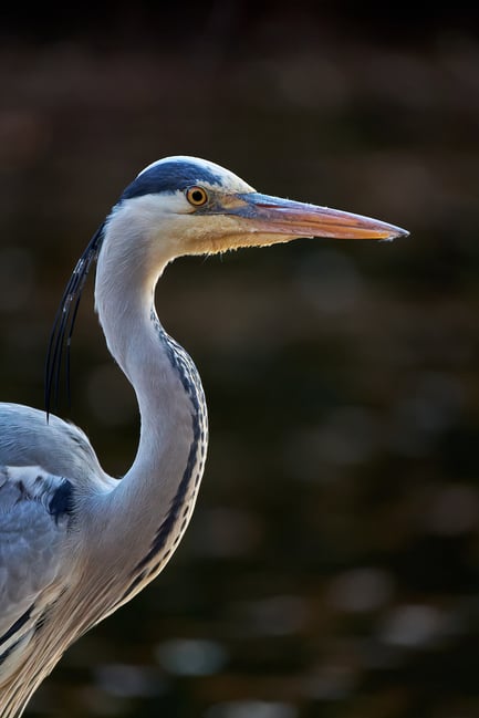 Birds of Prague ZOO_Fujifilm X-T5_2023_MK5X5402-RAF