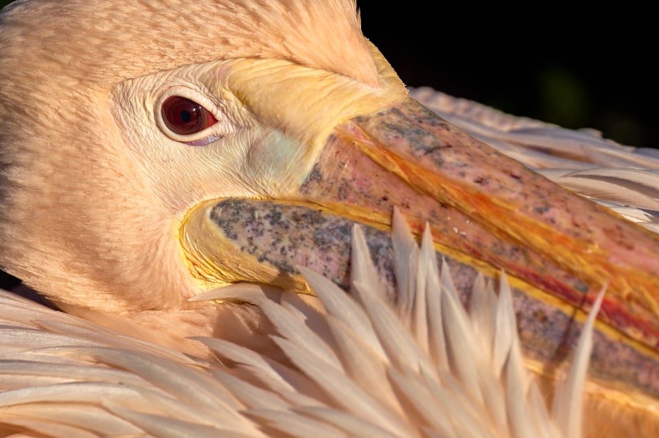 Birds of Prague ZOO_Fujifilm X-T5_2023_MK5X6042-RAF