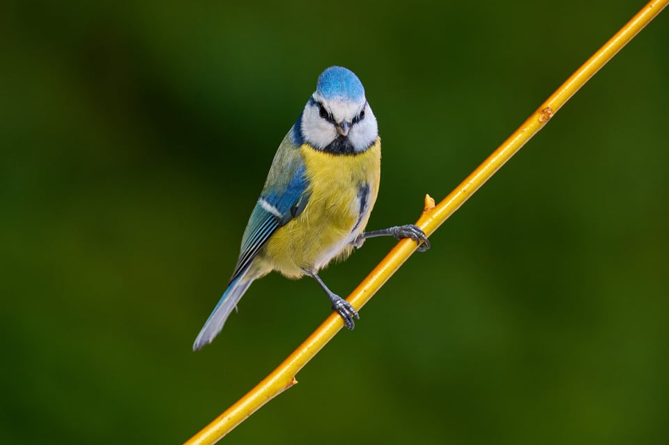 Blue Tit_Fujifilm X-H2S_2023__DSF0004-RAF