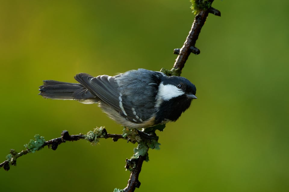 Coal Tit_Fujifilm X-H2S_2023__DSF1779-RAF