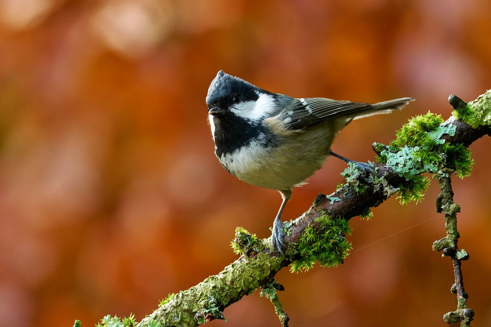 Coal Tit_Fujifilm X-H2S_2023__DSF1973-RAF