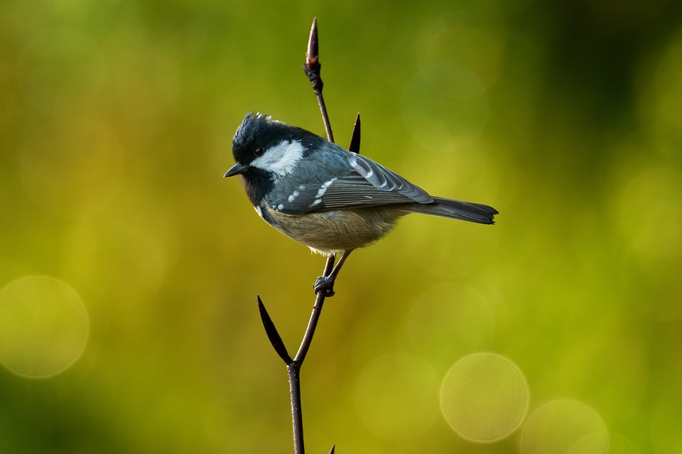 Coal Tit_Fujifilm X-H2S_2023__DSF2213-RAF-2