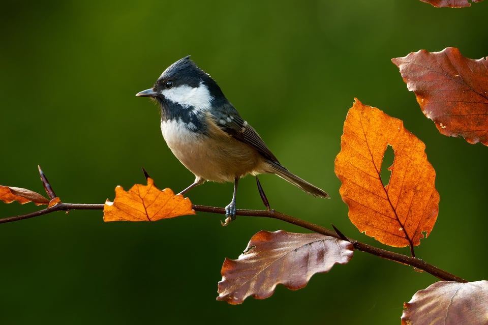 Coal Tit_Fujifilm X-H2S_2023__DSF2369-RAF