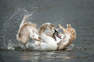 Swan_Fujifilm X-H2S_2024__DSF2591-RAF