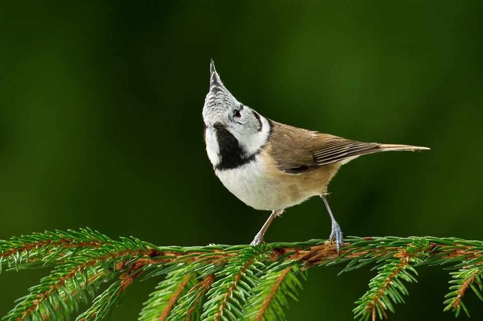 Crested Tit_Fujifilm X-H2S_2023__DSF0429-RAF