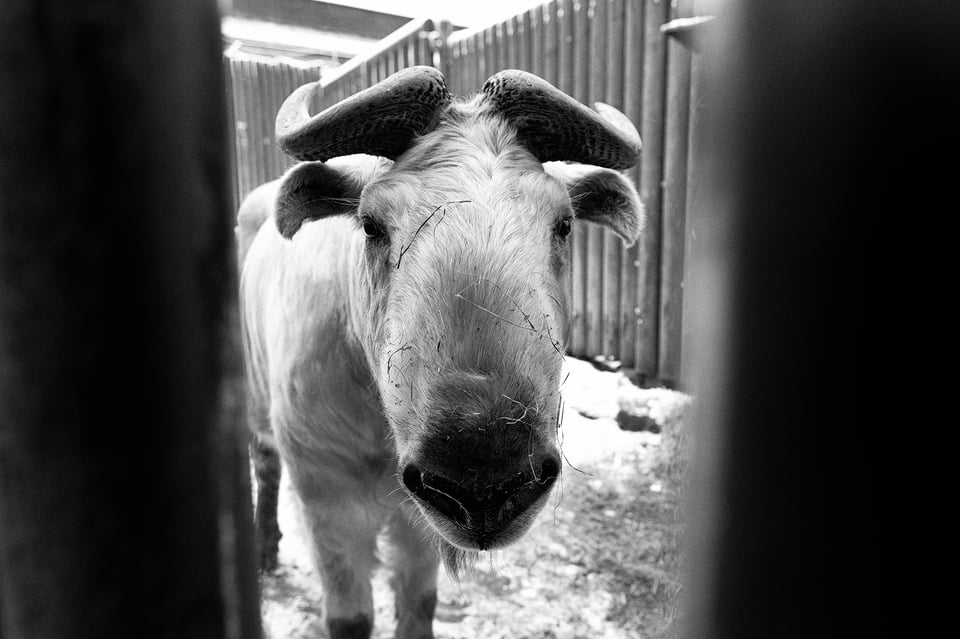 Fujifilm X-H2s_16mm and 23mm_ZOO Liberec__DSF4037-RAF