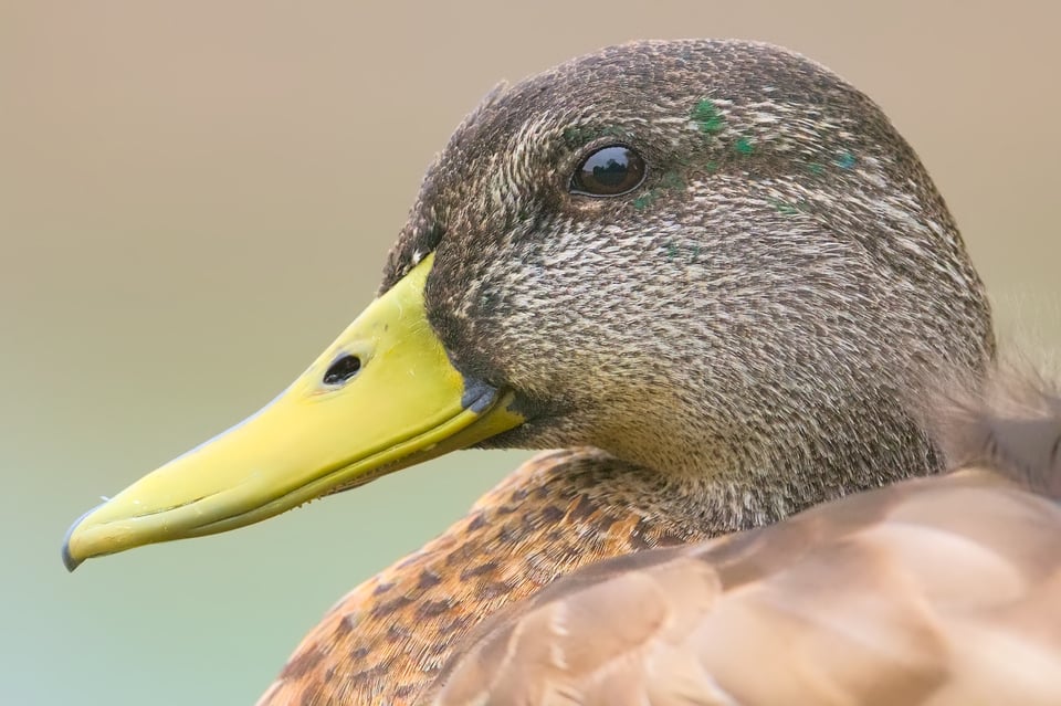 Mallard_Portrait_Jason_Polak