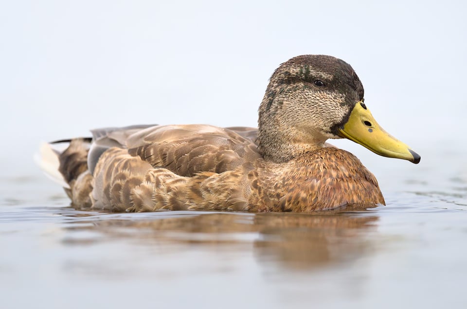 Mallard_Tones_Jason_Polak