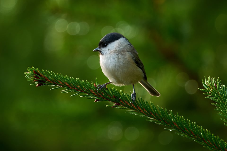 Marsh Tit_Fujifilm X-H2S_2023__DSF2309-RAF