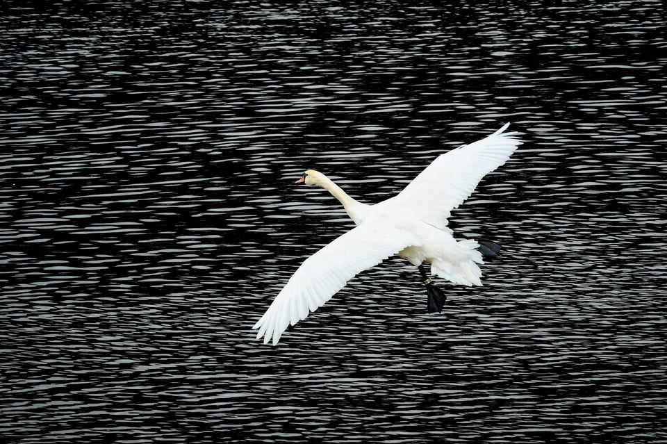 Mute Swan_Fujifilm X-H2S_2023__DSF2425-RAF