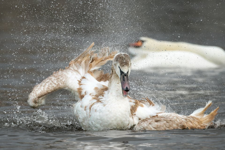 Mute Swan_Fujifilm X-H2S_2023__DSF2543-RAF