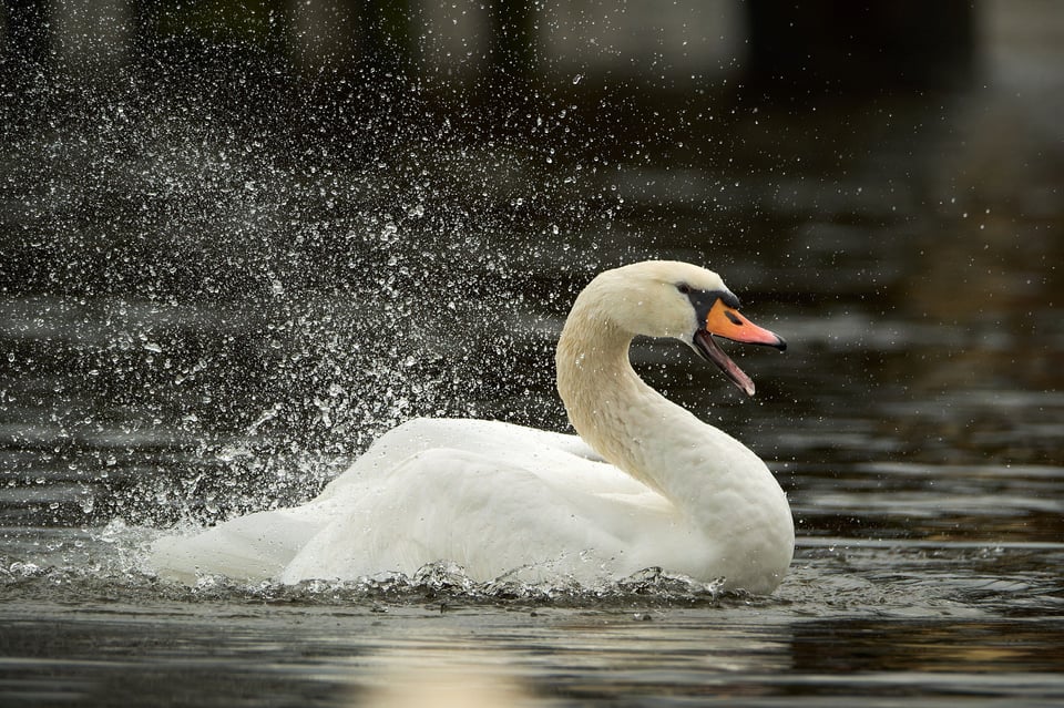 Mute Swan_Fujifilm X-H2S_2023__DSF3255-RAF