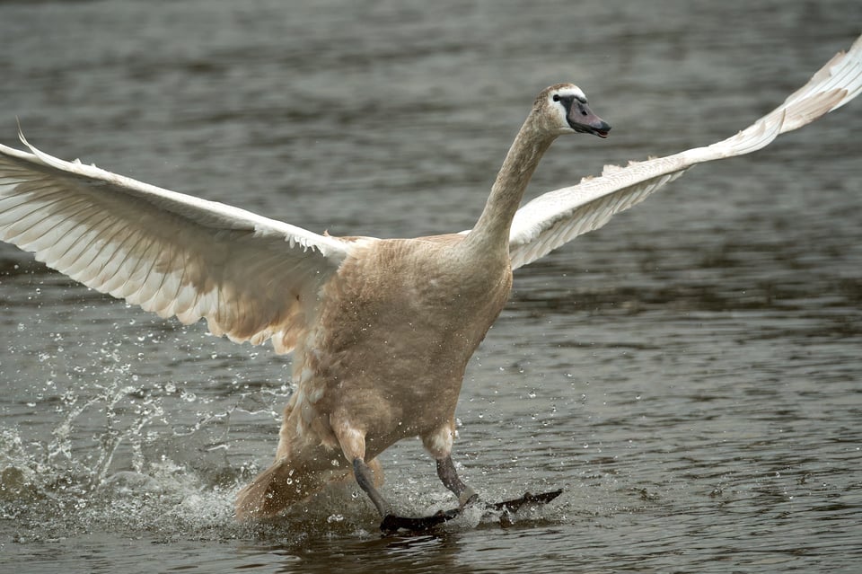 Mute Swan_Fujifilm X-H2S_2023__DSF3757-RAF