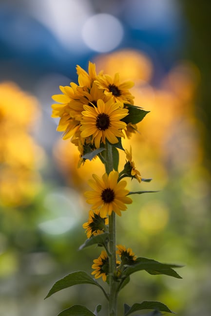 Nikon-Z-135mm-f1.8-Plena-Lens-Review-Sample-Photo-Sunflower-00004