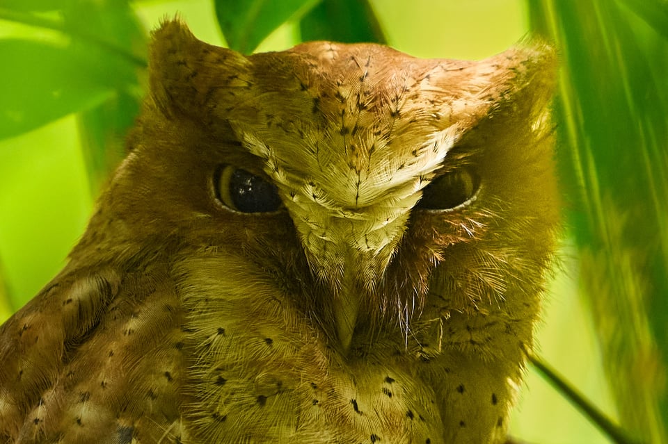 Owls_Sri Lanka_2023_LVP3532_100%Crop