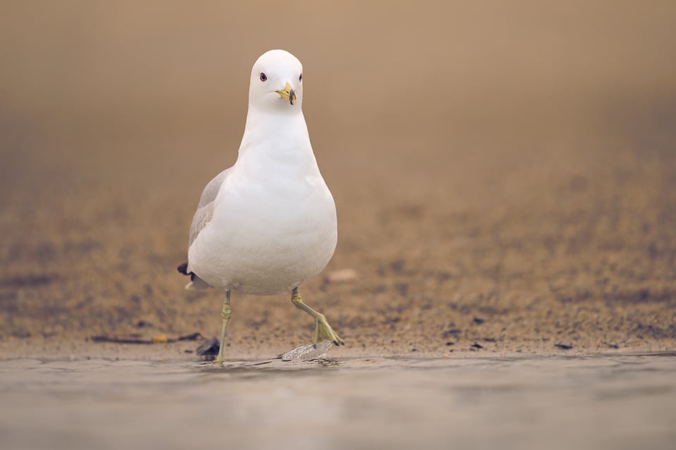 Ring_billed_Gull_Split_Jason_Polak