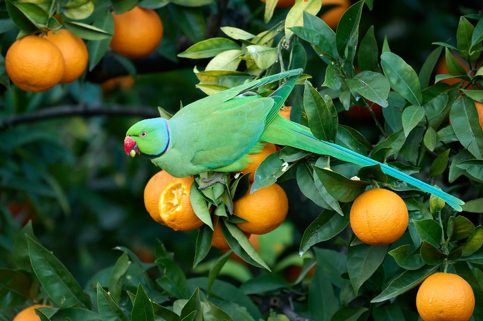 Rose-ringed parakeet_Rome_LVP5873