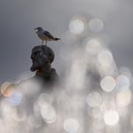 Seagul and Statue_Vatican_Nikon Z9_LVP5963