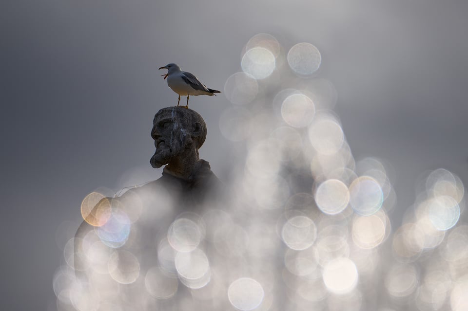 Seagul and Statue_Vatican_Nikon Z9_LVP5963