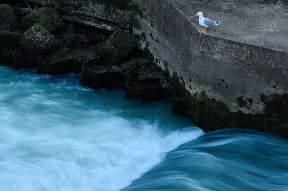 Urban wildlife_Rome 2024__DSC1484-NEF