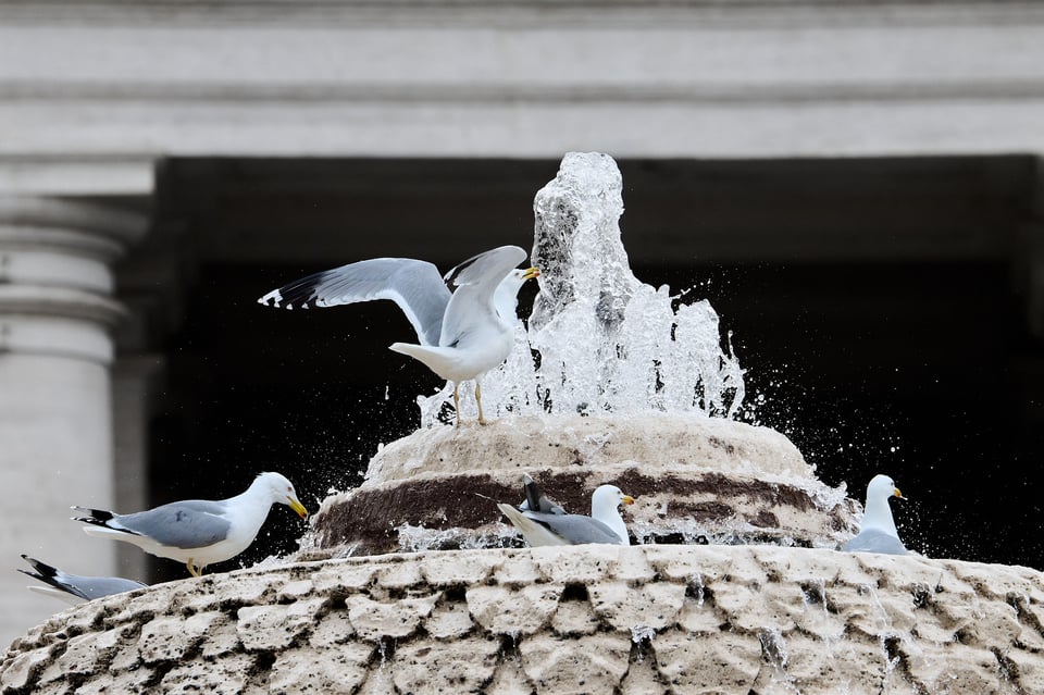 Urban wildlife_Rome 2024__DSC2578-NEF