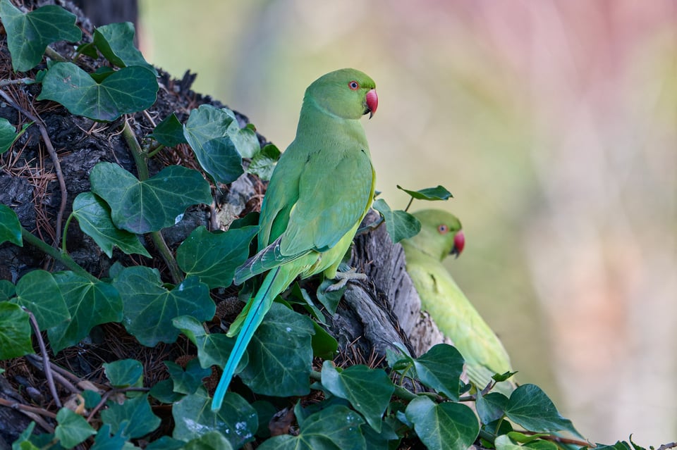 Urban wildlife_Rome 2024__DSC3753-NEF