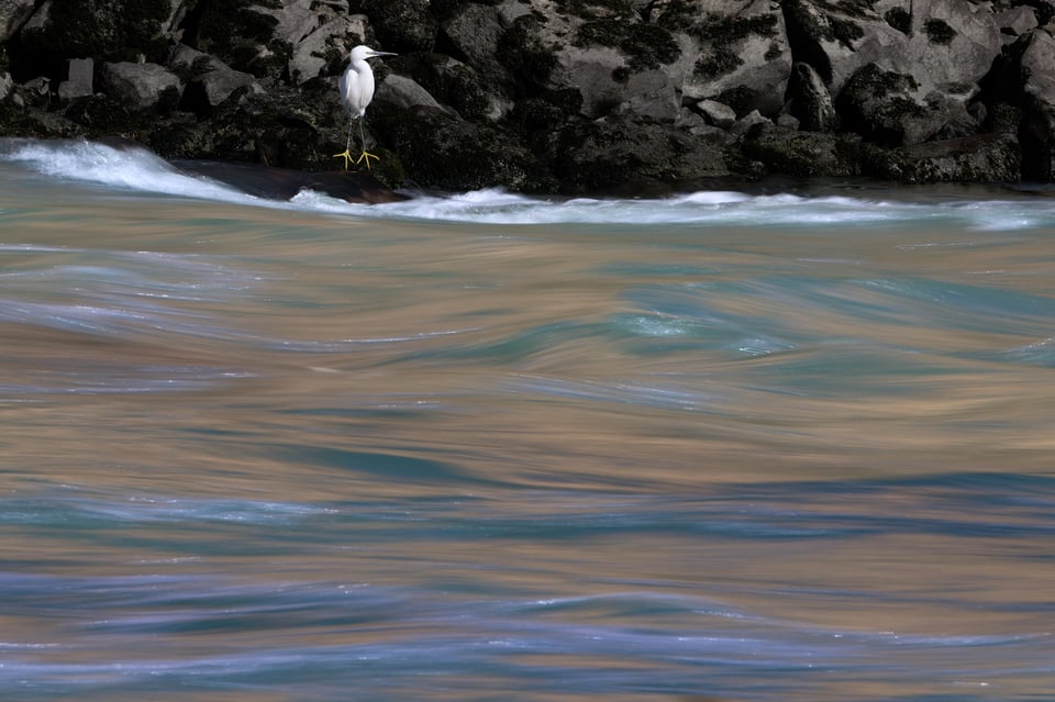 Urban wildlife_Rome 2024__DSC3885-NEF