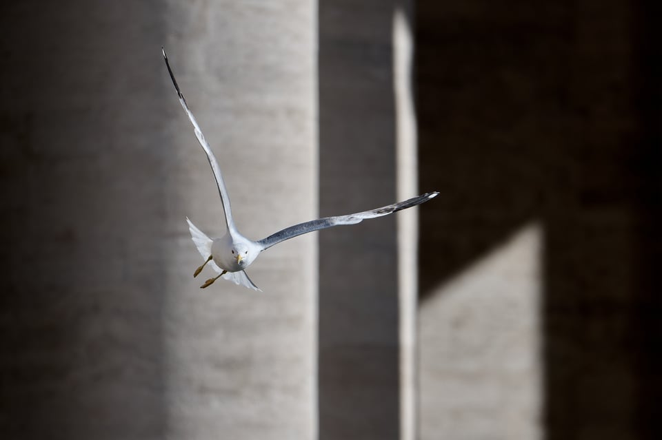 Urban wildlife_Rome 2024__DSC6280-NEF