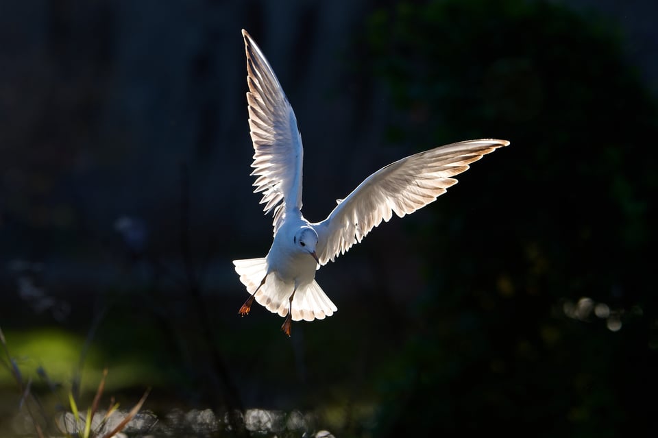 Urban wildlife_Rome 2024__DSC6751-NEF