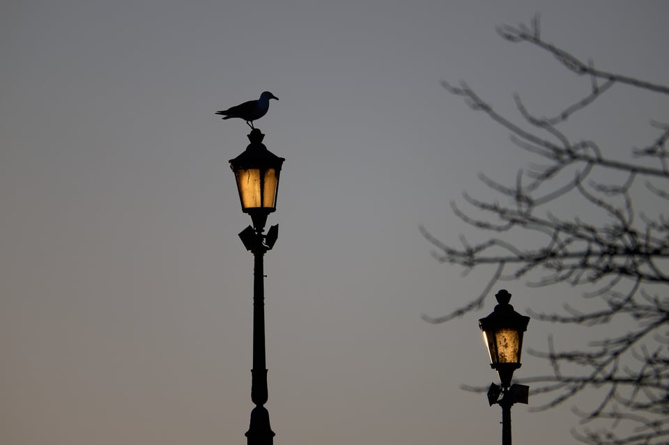 Urban wildlife_Rome 2024__DSC7587-NEF