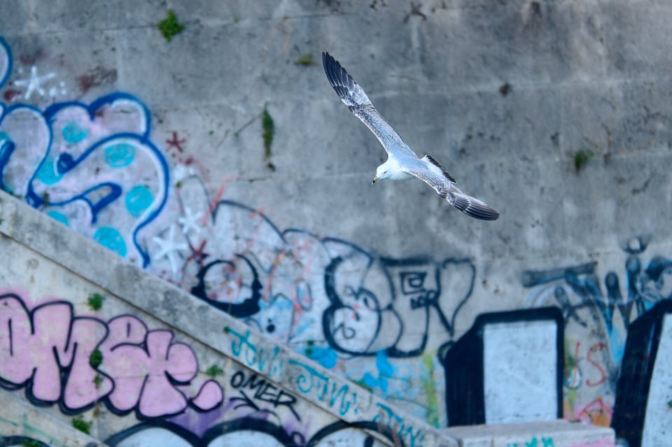 Urban wildlife_Rome 2024__LVP0418-NEF