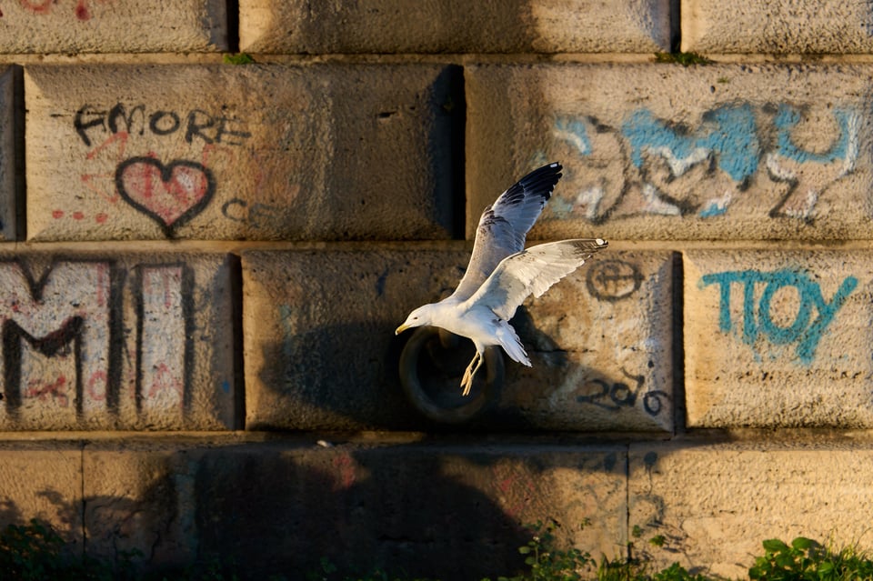 Urban wildlife_Rome 2024__LVP0778-NEF