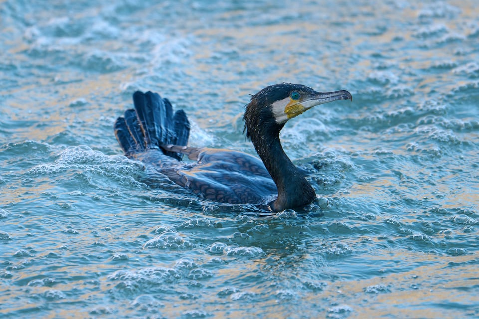 Urban wildlife_Rome 2024__LVP4432-NEF