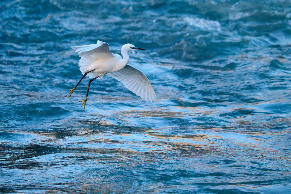 Urban wildlife_Rome 2024__LVP4557-NEF