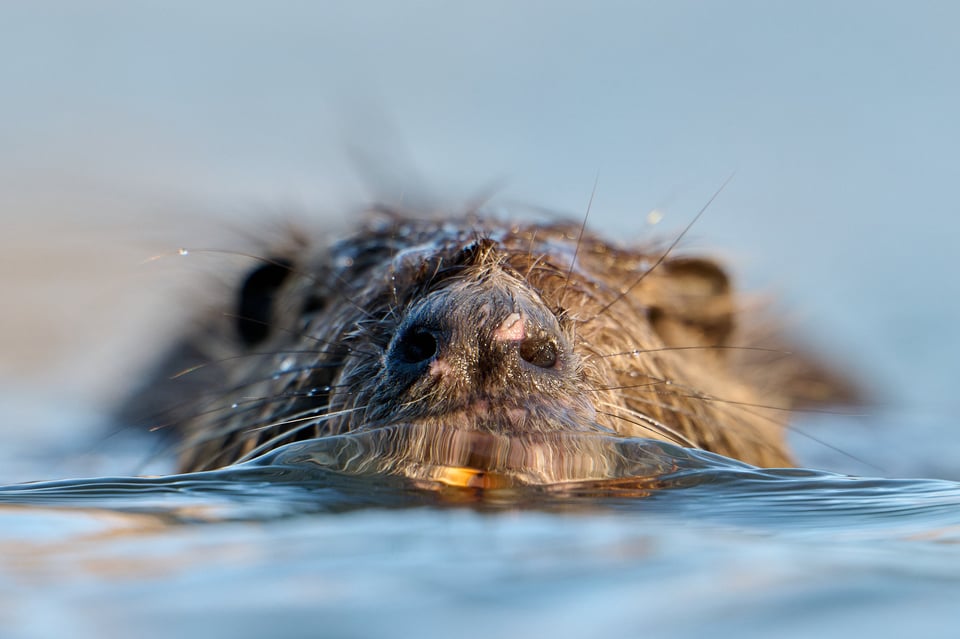 Urban wildlife_Rome 2024__LVP6891-NEF