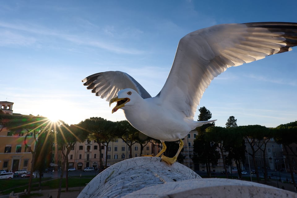 Urban wildlife_Rome 2024__LVP8742-NEF