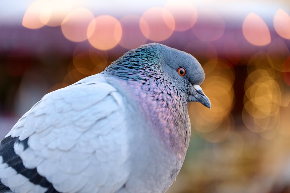 Urban wildlife_Rome 2024__LVP9738-NEF