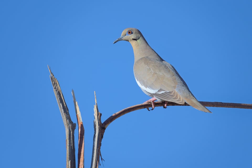 dove_white_wing_jason_polak