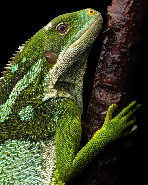 Fijian Banded Iguana Brachylophus fasciatus