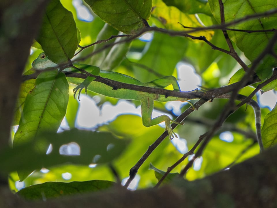 Fijian Banded Iguana high in a tree