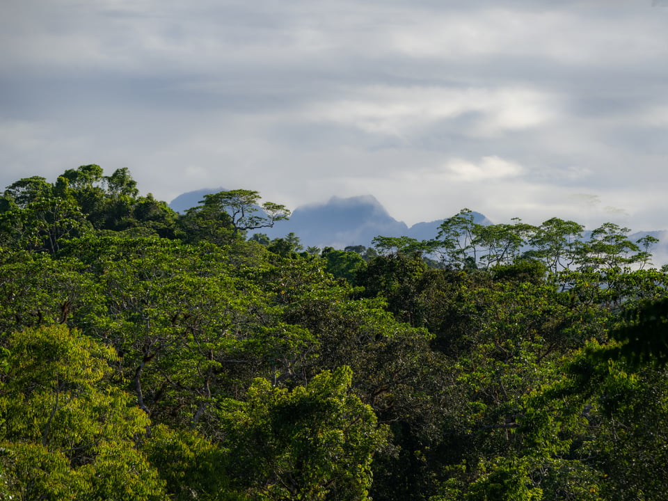 Fijian rainforest habitat of fijian banded iguana