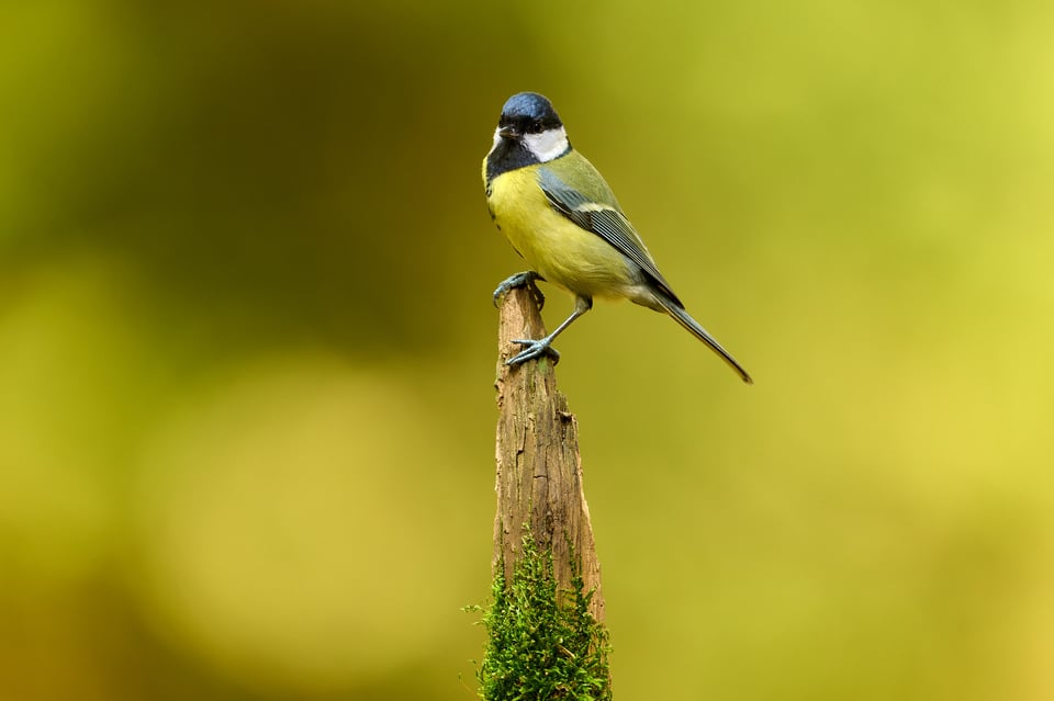 Nikon Z 600mm f4_samples__LVP2180-NEF