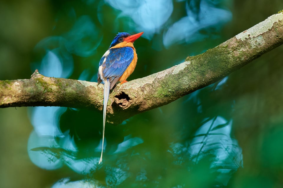 Paradise-kingfisher_Australia__LVP2054-NEF