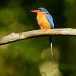 Paradise-kingfisher_Australia__LVP2143-NEF