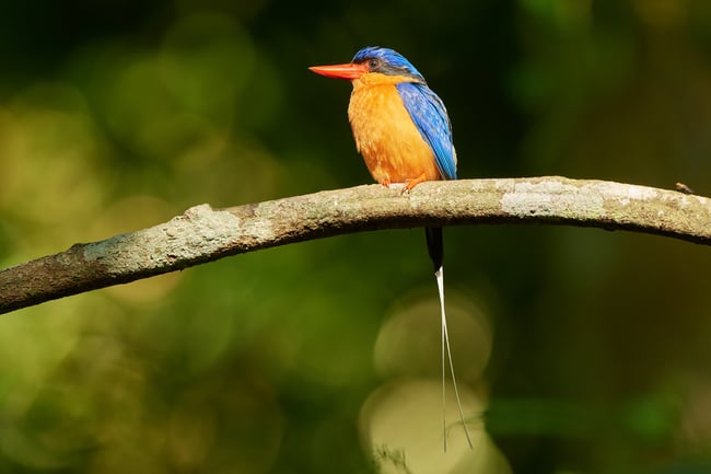 Photographing the Kingfisher in Paradise